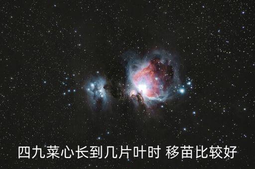 四九菜心，平时我们吃的菜心有多少种