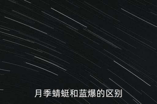 蜻蜓月季，月季蜻蜓和蓝爆的区别