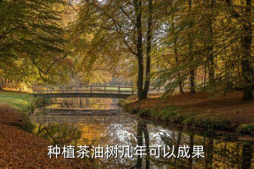 茶油树，种植茶油树几年可以成果