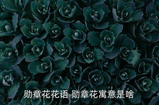 勋章花，鸢尾花徽章代表什么有什么象征
