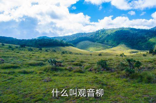 什么叫观音柳