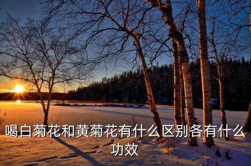 大菊花，喝白菊花和黄菊花有什么区别各有什么功效