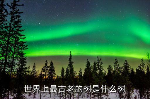 世界上最古老的树是什么树