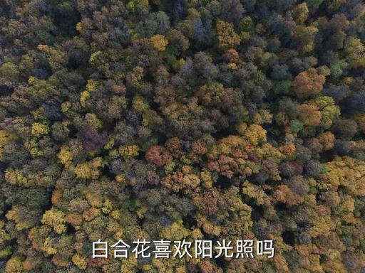 白合花喜欢阳光照吗