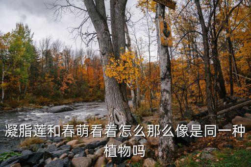 春萌多肉，凝脂莲和春萌看着怎么那么像是同一种植物吗