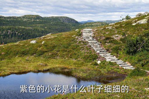 花荵，这是什么花名四个字