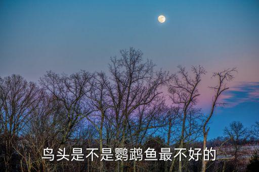 鸟头是不是鹦鹉鱼最不好的