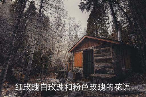 红玫瑰白玫瑰和粉色玫瑰的花语