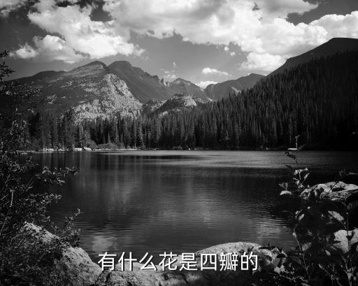 四瓣花，有什么花是四瓣的