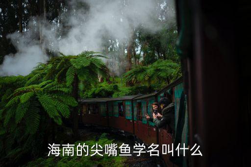 海南的尖嘴鱼学名叫什么
