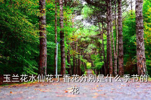 丁香六月天，玉兰花水仙花丁香花分别是什么季节的花