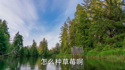 种草莓怎么种，怎么种草莓