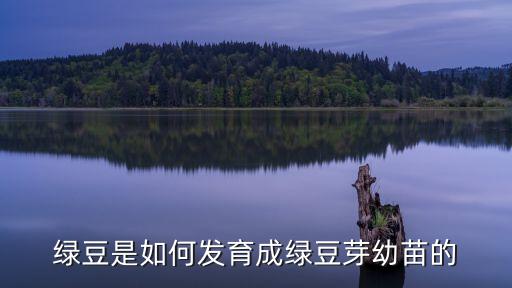 绿豆苗，绿豆苗是什么豆