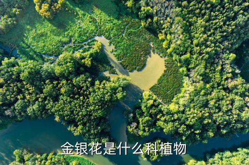 金银花是什么科植物