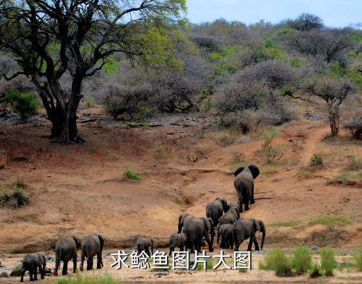 求鲶鱼图片大图