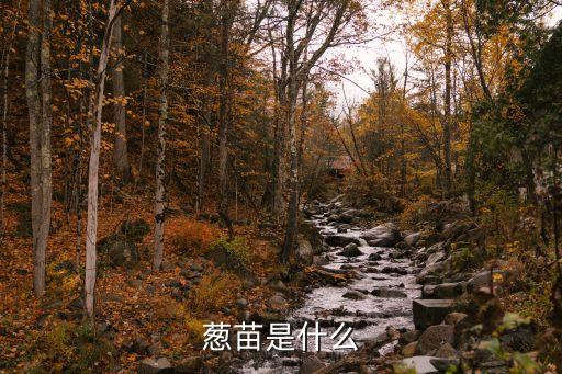 葱苗是什么