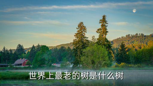 世界上最老的树，世界上最老的树是什么树