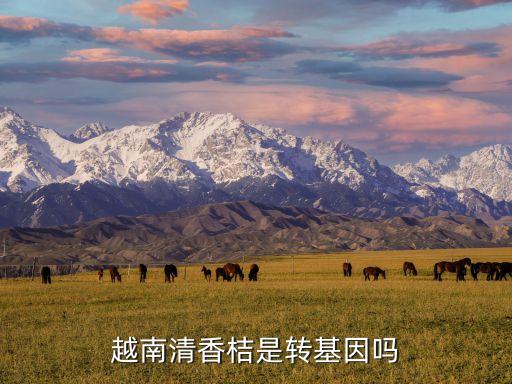 越南清香桔是转基因吗