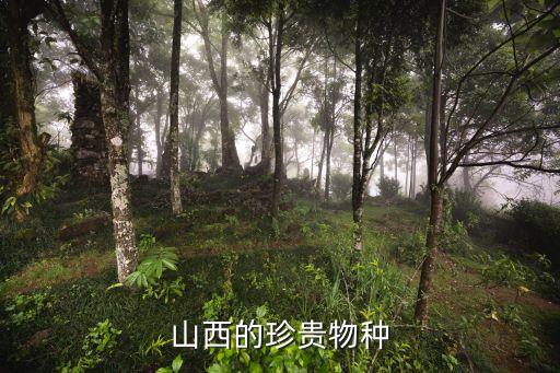 臭冷杉，山西的珍贵物种