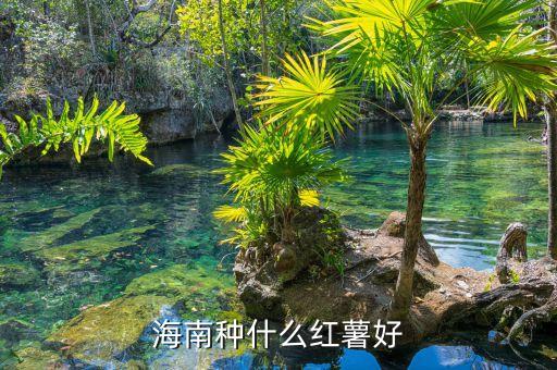 海南种什么红薯好