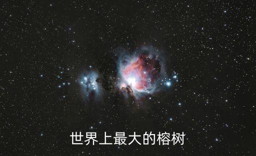 世界上最大的榕树