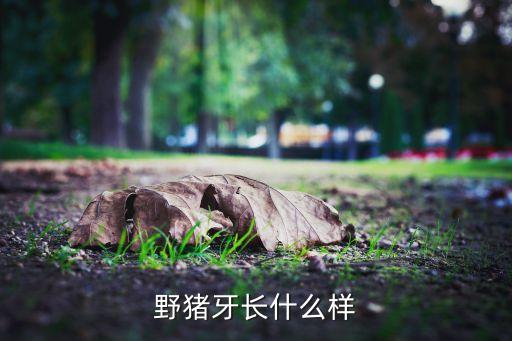 野猪牙，野猪牙有什么用