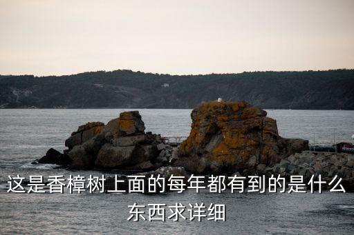 大蓑蛾，这是什么虫的茧茧上还有枯叶