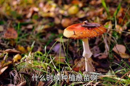 什么时候种植葱苗啊