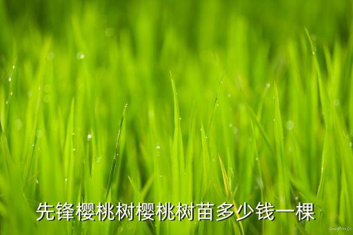 先锋樱桃，先锋樱桃树樱桃树苗多少钱一棵