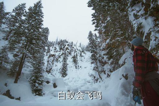 会飞的白蚁，会飞的白蚁怎么防治