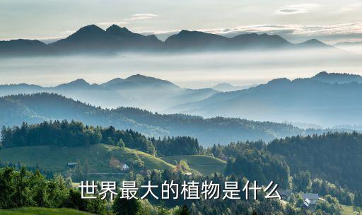 世界上最大的植物，世界最大的植物是什么