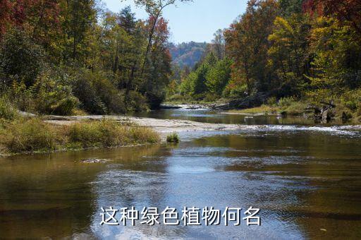 窃衣，这种绿色植物何名