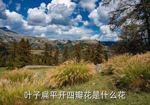 叶子扁平开四瓣花是什么花