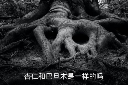 杏仁和巴旦木是一样的吗