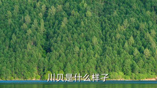 川贝是什么样孑