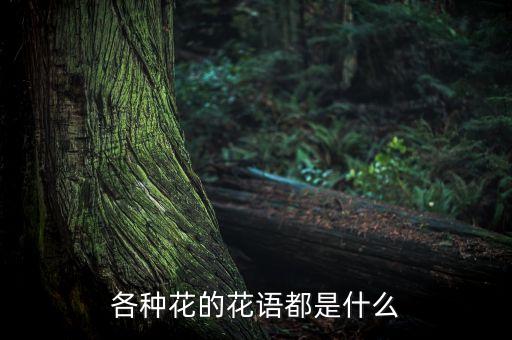 各种花的花语都是什么