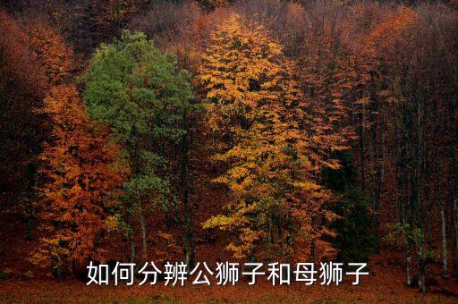 如何分辨公狮子和母狮子