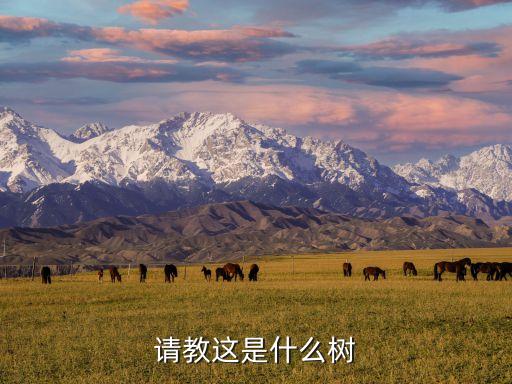 请教这是什么树