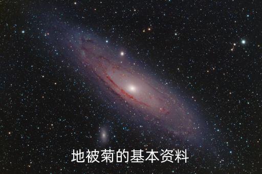地被菊，这是个什么品种的菊花好养吗花期长不长