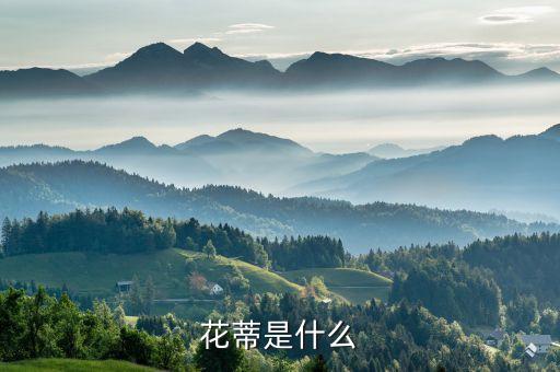 花魁是什么，花旦是什么意思