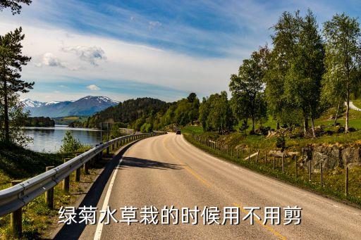 绿菊水草怎么养，绿菊水草栽的时候用不用剪