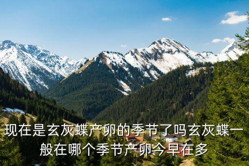 玄灰蝶，目前发现的最小的蝴蝶