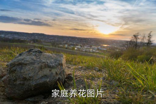 种花图片，有人在培养水仙花的图片