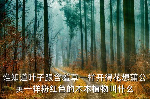 马缨，马缨开花春夏交一句中的马缨是树吗