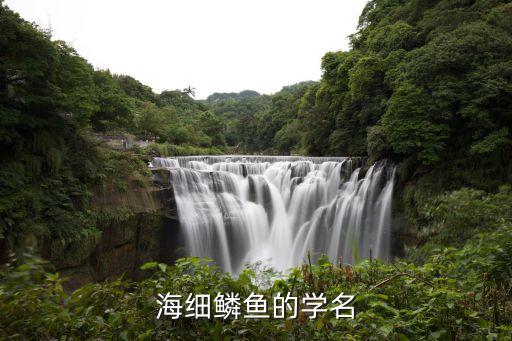 海细鳞鱼的学名
