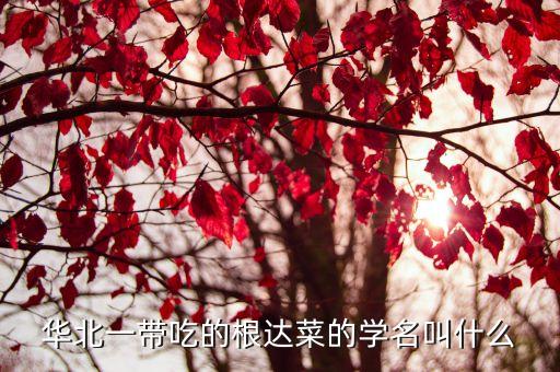 华北一带吃的根达菜的学名叫什么
