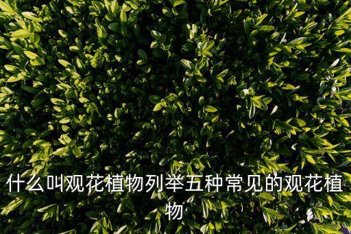 观花，农村中什么叫观花