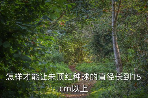朱顶红如何养大球，如何让朱顶红球变大