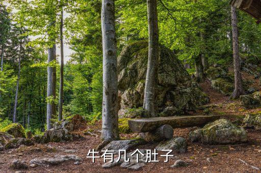牛有几个肚，牛有几个肚子