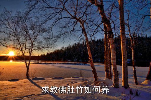 佛肚竹的养殖方法和注意事项，求教佛肚竹如何养